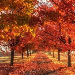 Meet your Posher, Gomez